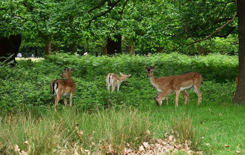 Richmond park