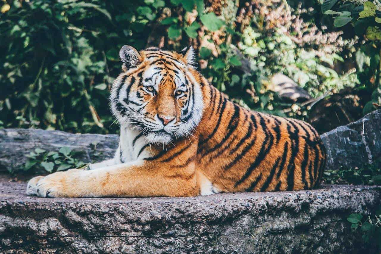 London Zoo