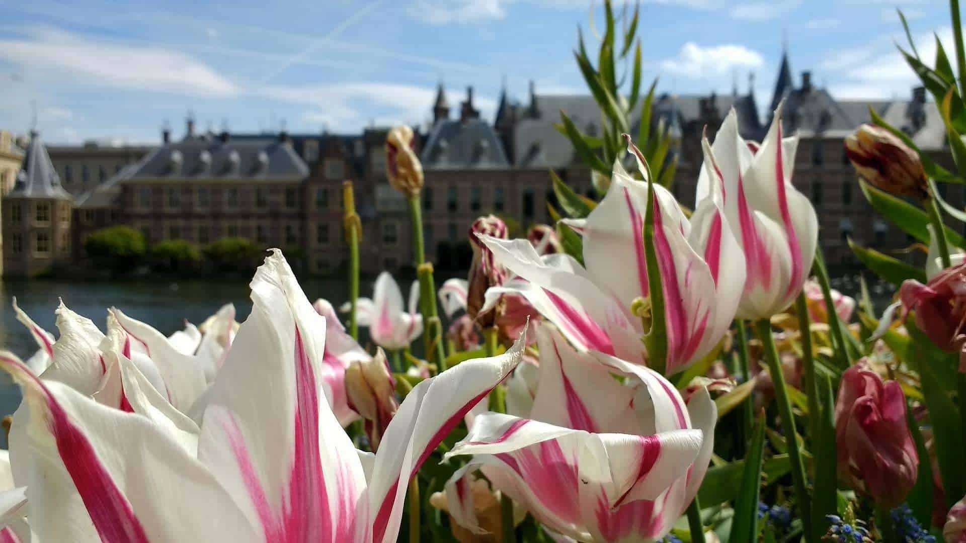 binnenhof