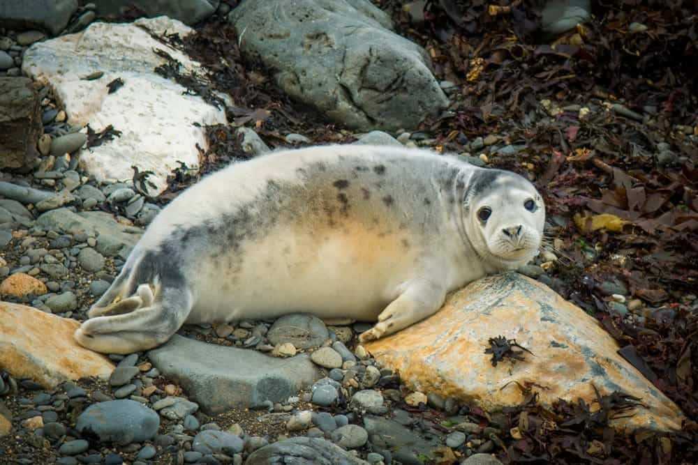 Wales National Park