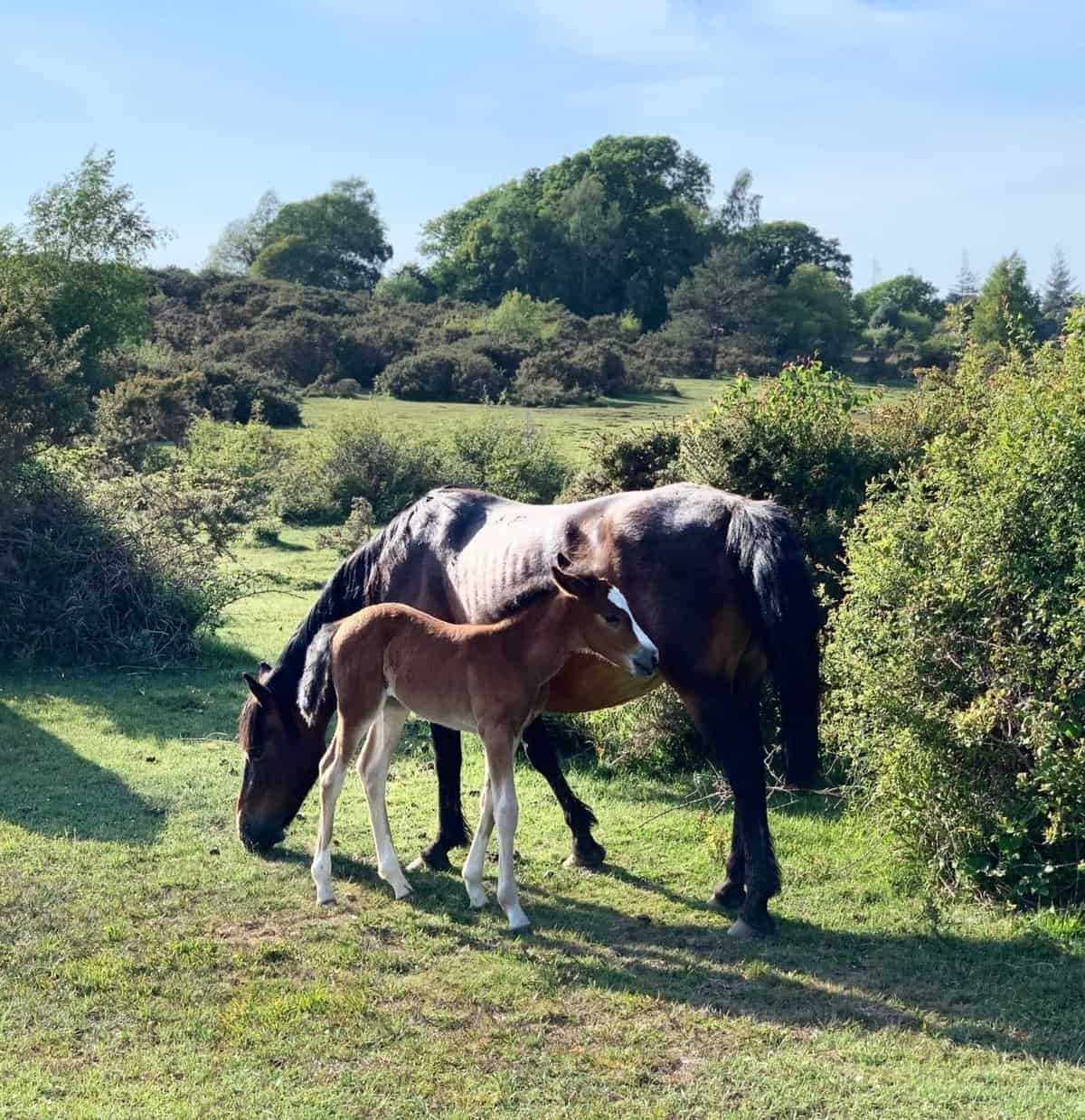 Places to visit in Hampshire
