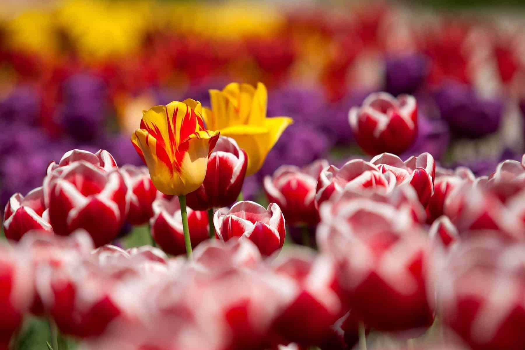 tulip fields netherlands