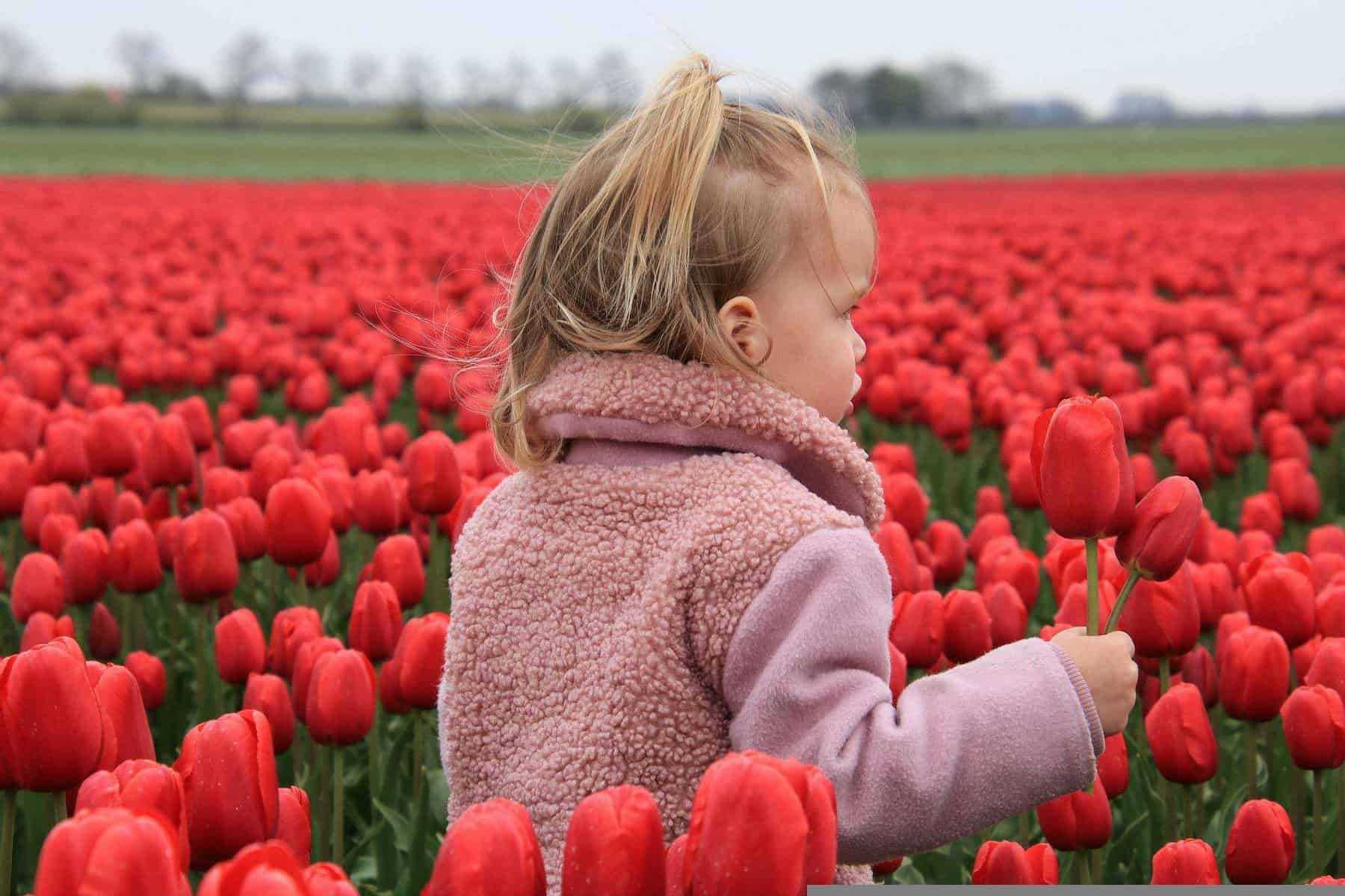tulip fields netherlands