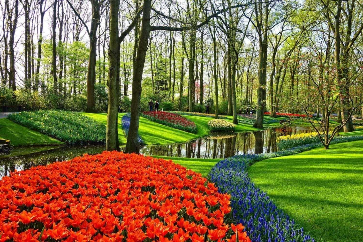 tulip fields netherlands- Keukenhoef gardens