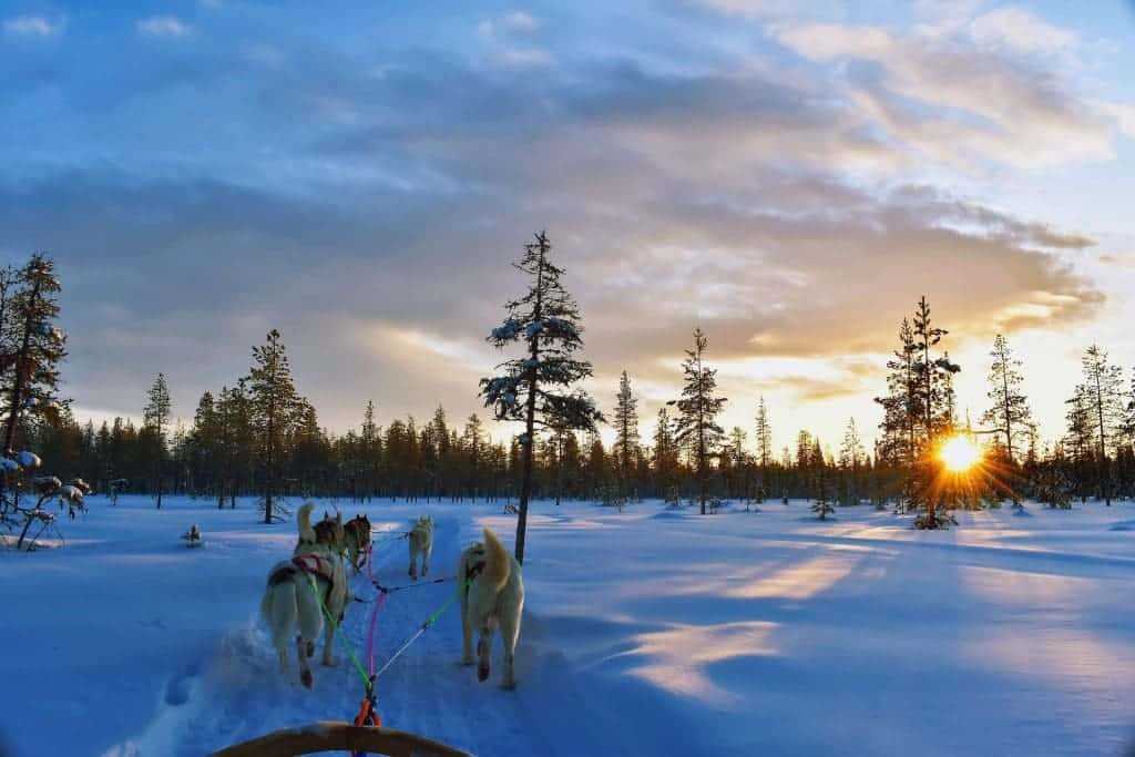 dogsled