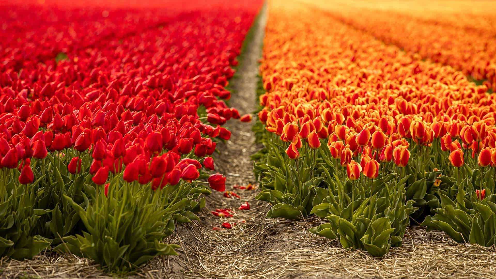 tulip fields netherlands