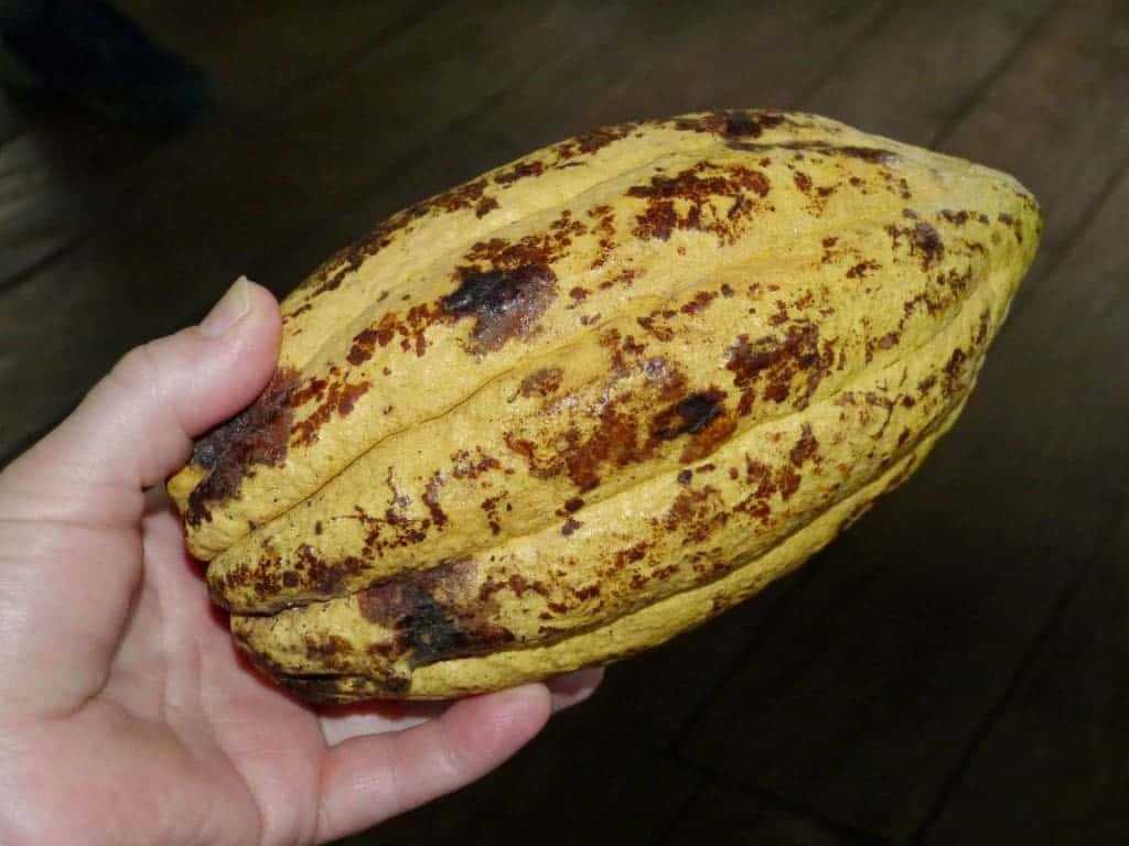 chocolate of Belgium