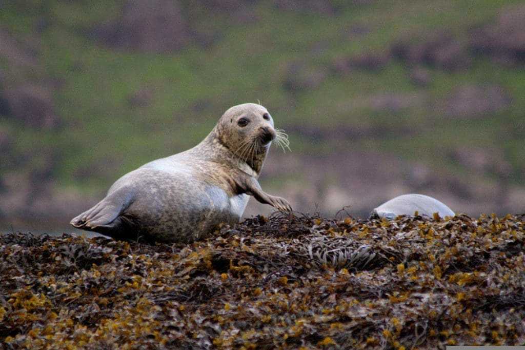 Scottish Islands