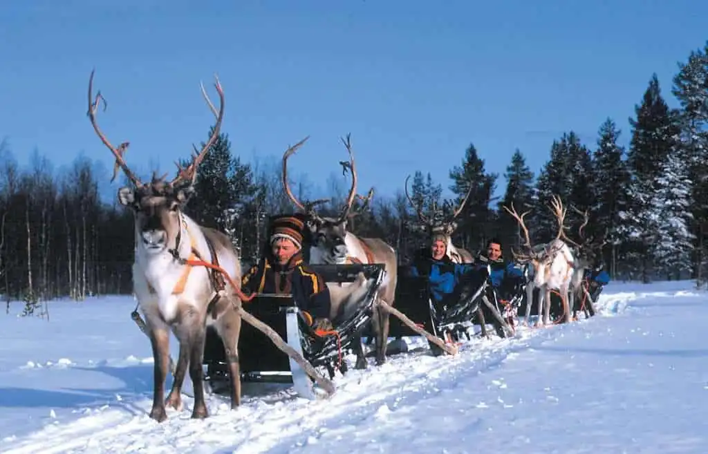 reindeer safari
