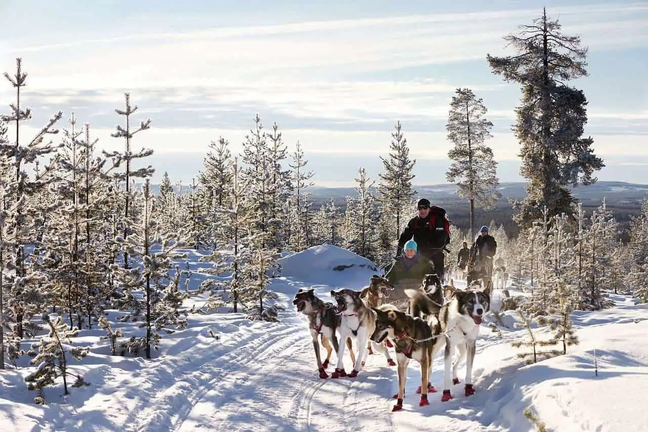 husky sleigh