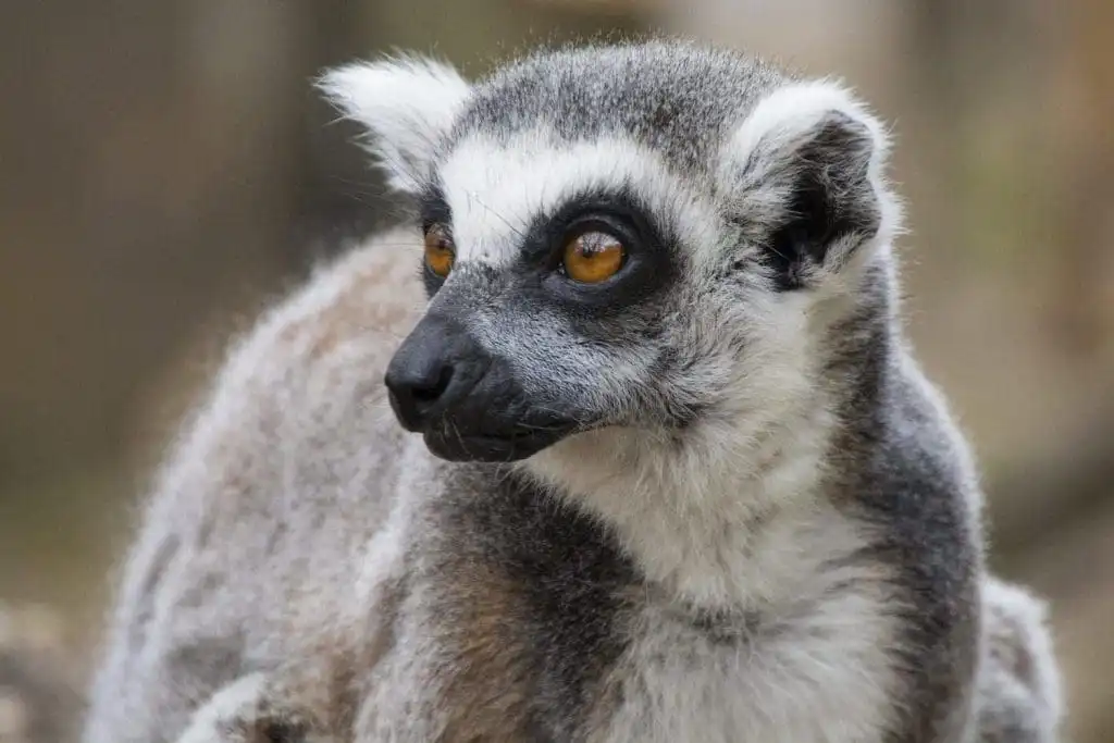 london zoo