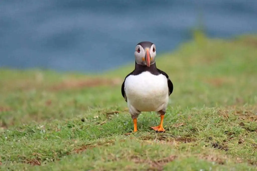 Skomer Island