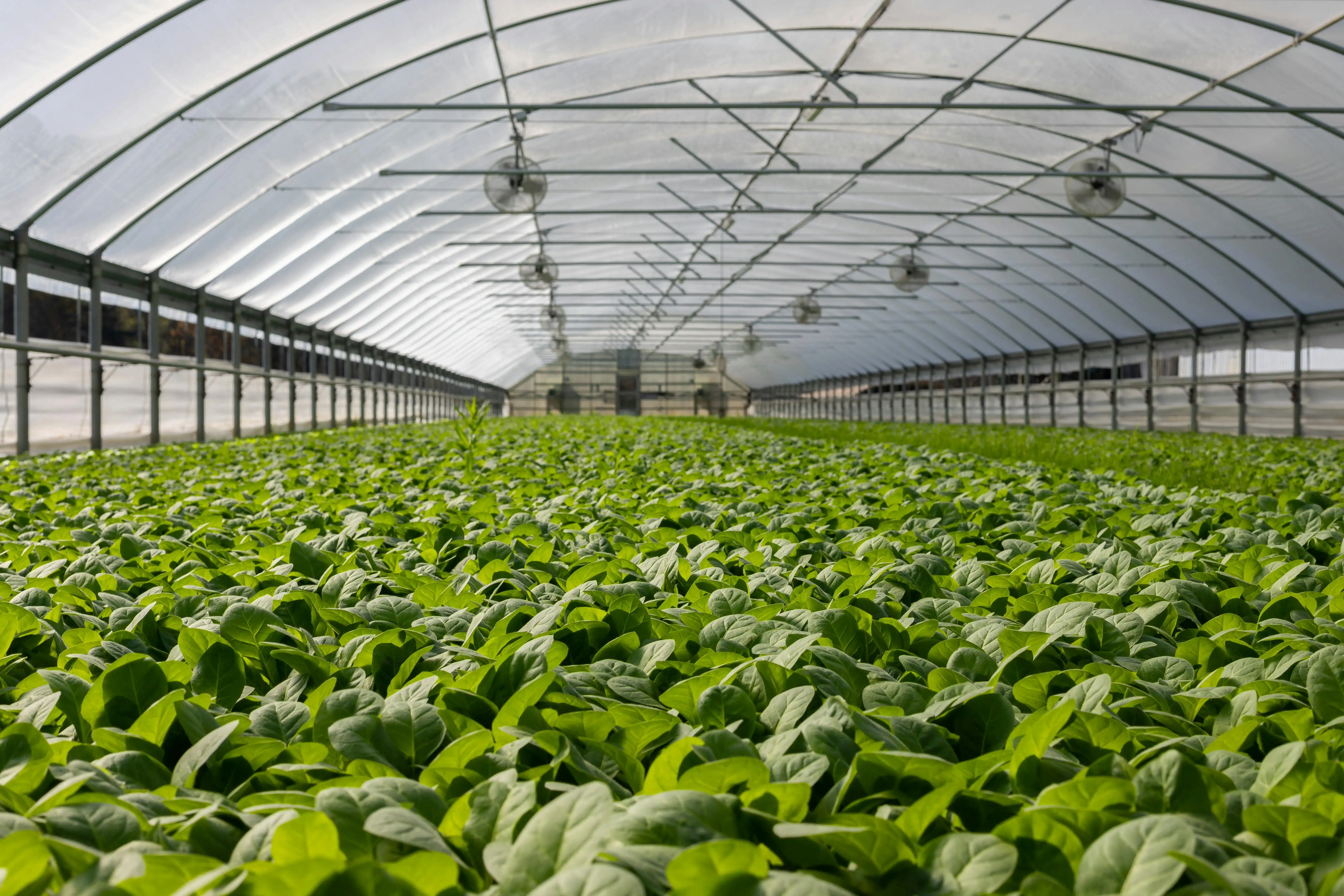 Free Field of Plants in Greenhouse Stock Photo